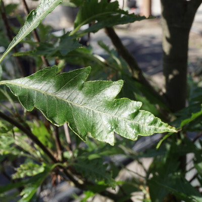 Fagus syl. 'Asplenifolia'1